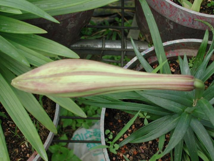 按此在新視窗瀏覽圖片