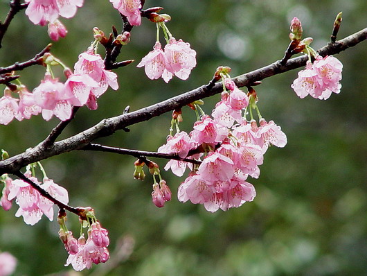 按此在新視窗瀏覽圖片