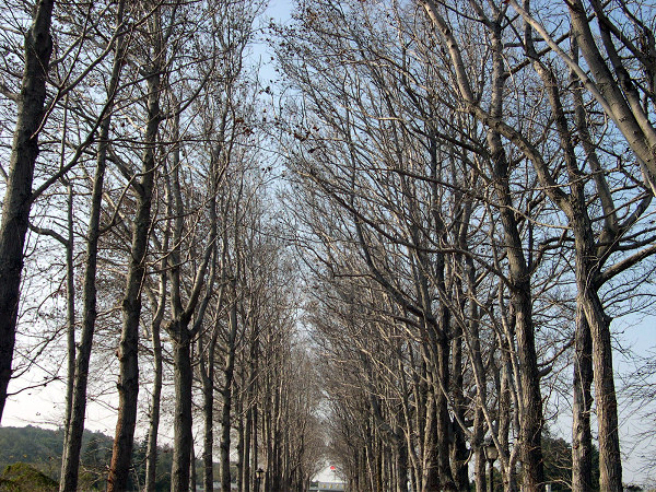 按此在新視窗瀏覽圖片