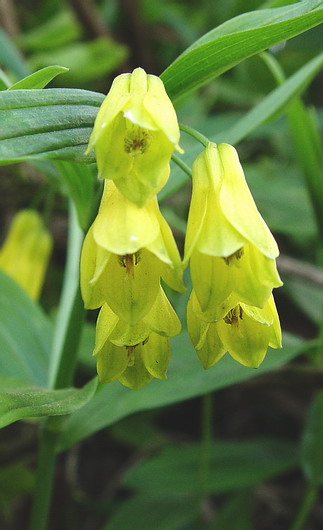 按此在新視窗瀏覽圖片