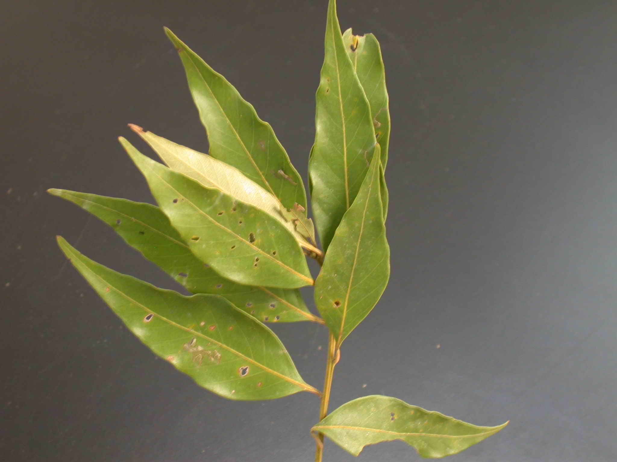 按此在新視窗瀏覽圖片