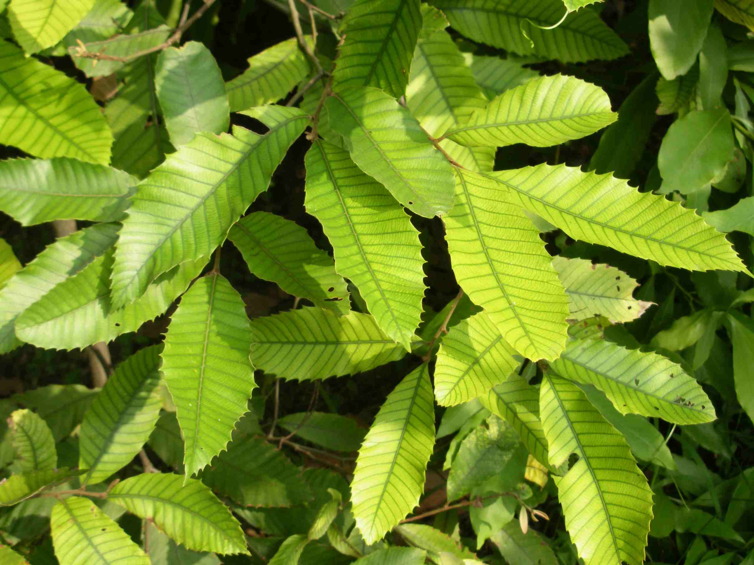 按此在新視窗瀏覽圖片