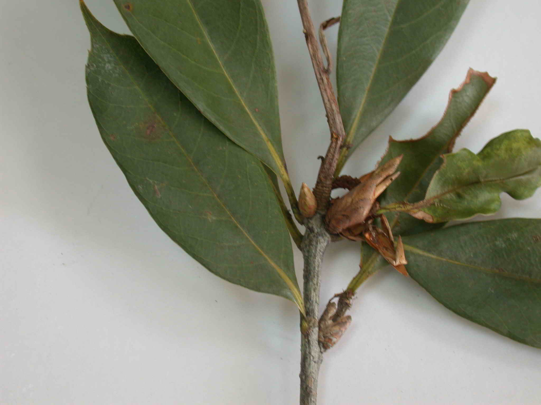 按此在新視窗瀏覽圖片