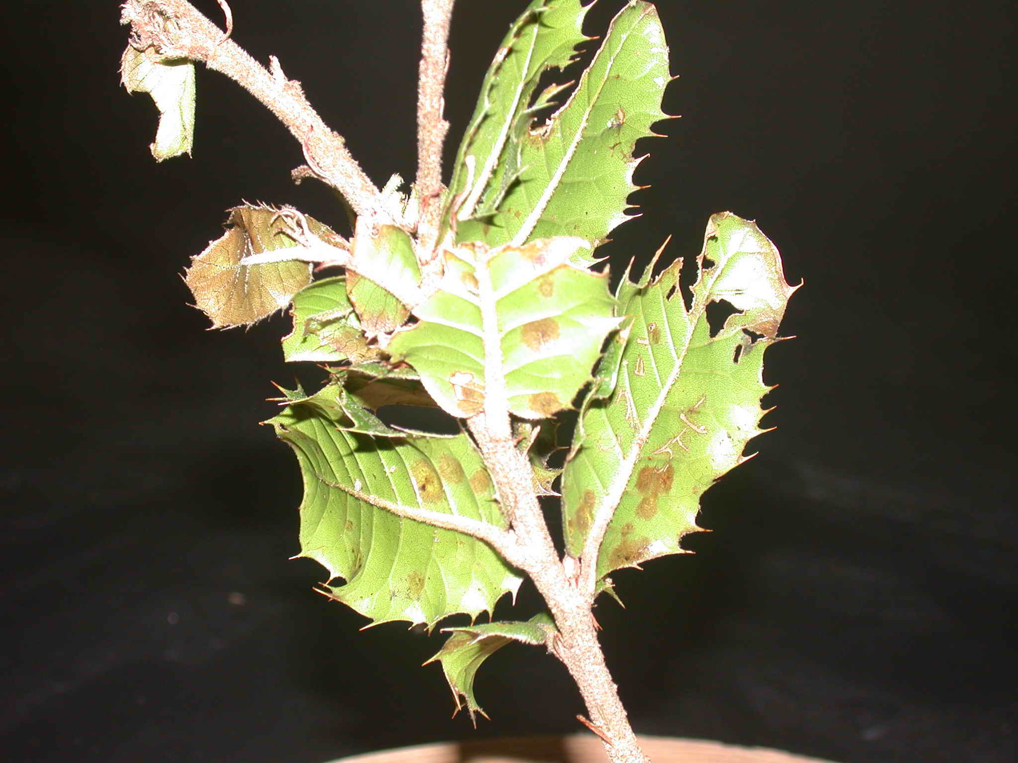 按此在新視窗瀏覽圖片