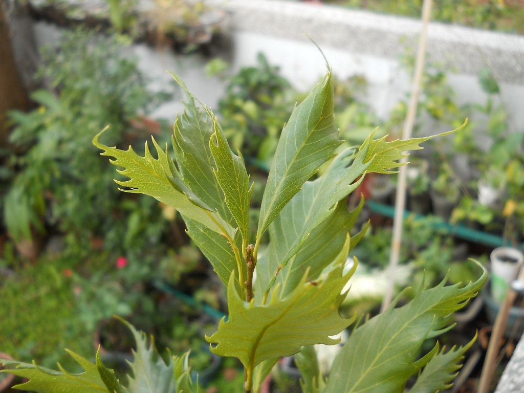 按此在新視窗瀏覽圖片