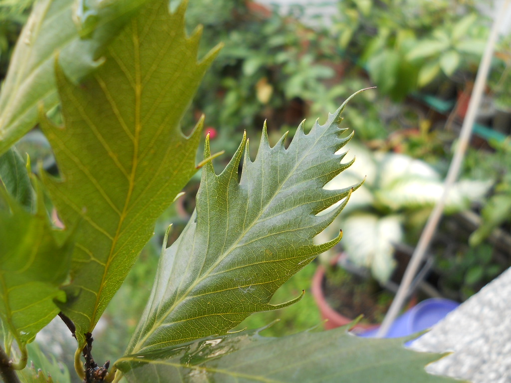 按此在新視窗瀏覽圖片