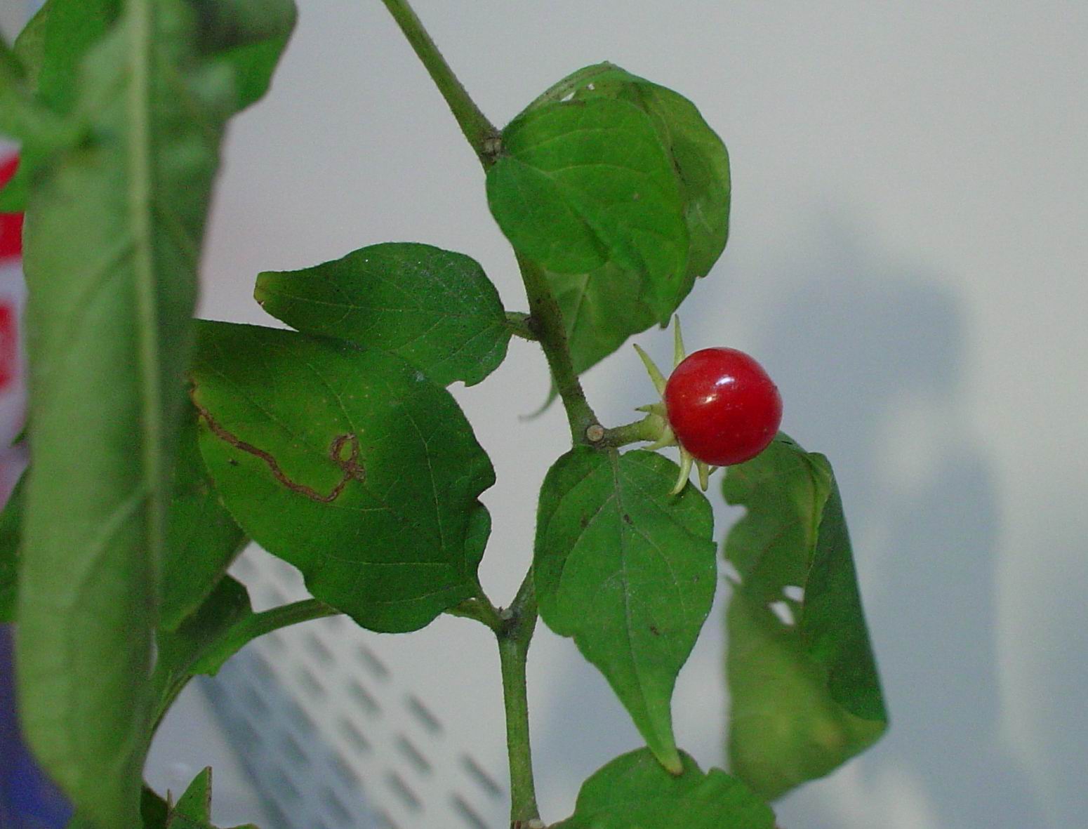 按此在新視窗瀏覽圖片