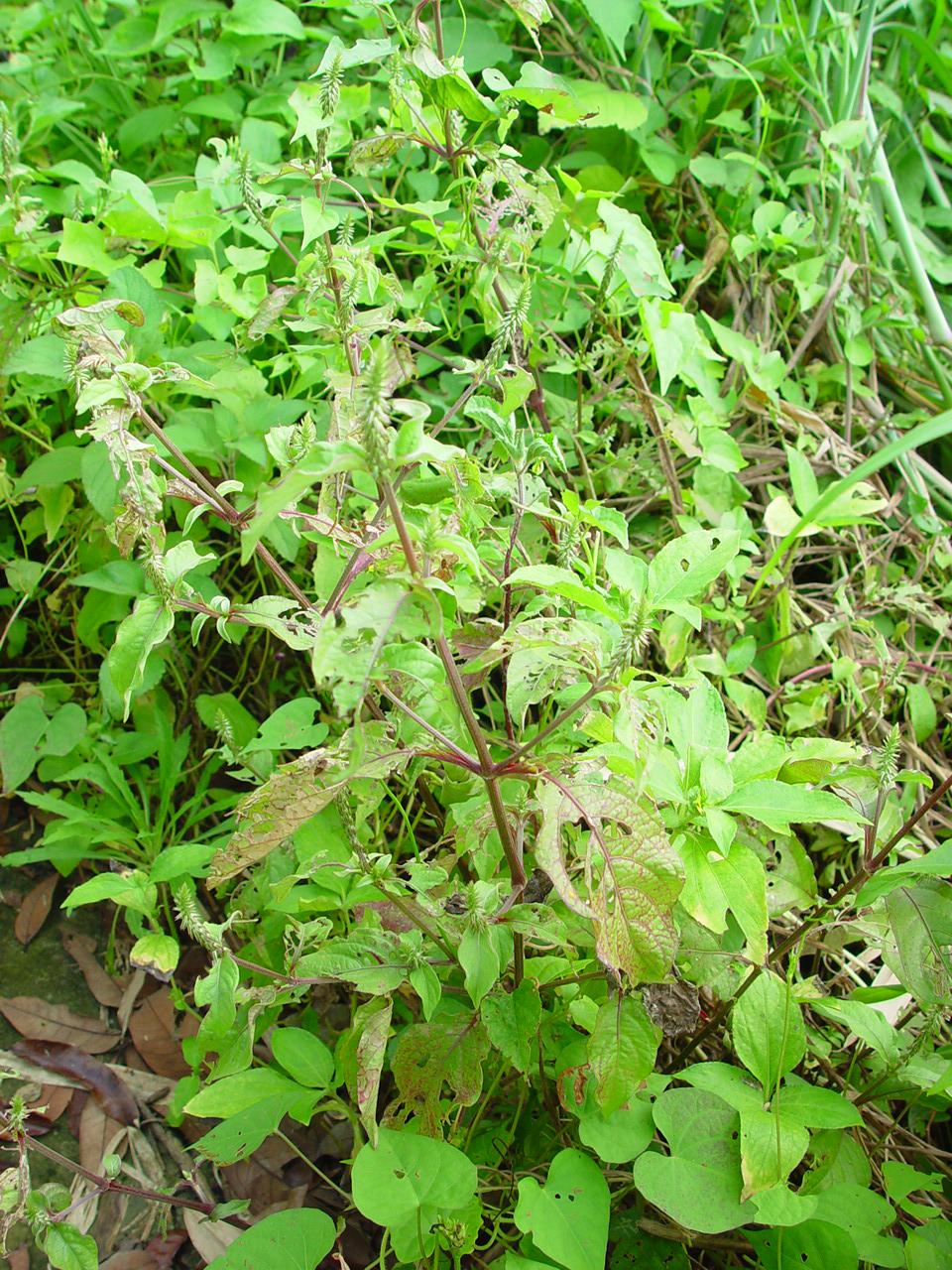 按此在新視窗瀏覽圖片