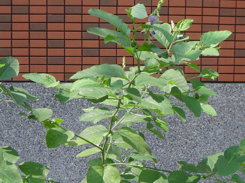 «ö¦¹¦b·sµøµ¡ÂsÄý¹Ï¤ù