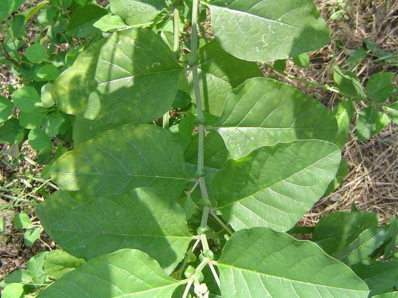 «ö¦¹¦b·sµøµ¡ÂsÄý¹Ï¤ù