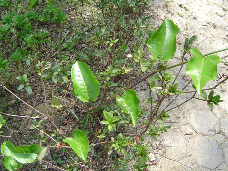 «ö¦¹¦b·sµøµ¡ÂsÄý¹Ï¤ù