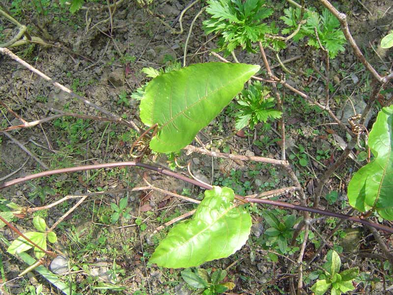 «ö¦¹¦b·sµøµ¡ÂsÄý¹Ï¤ù