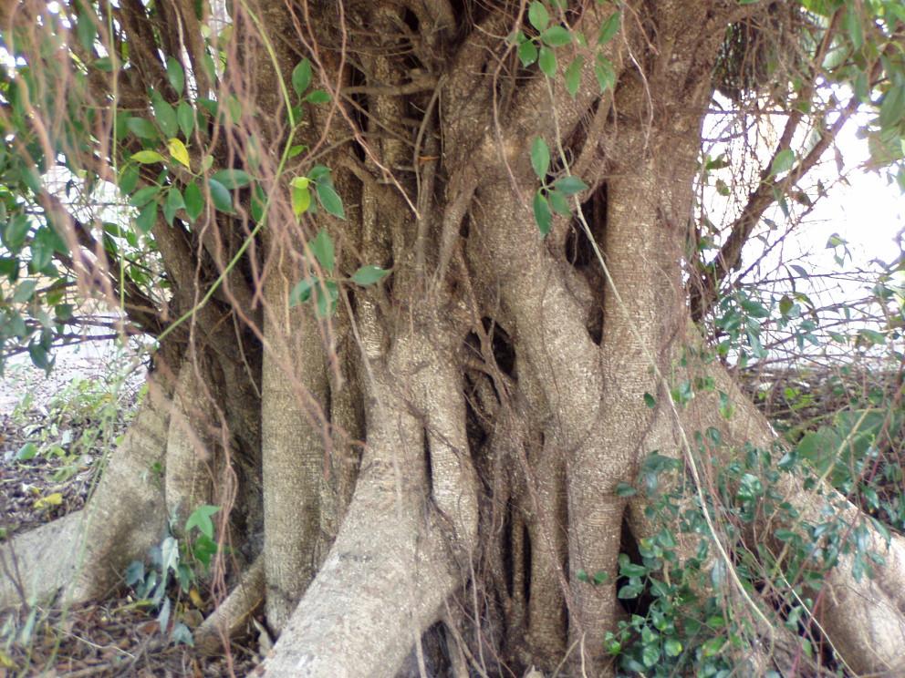 按此在新視窗瀏覽圖片