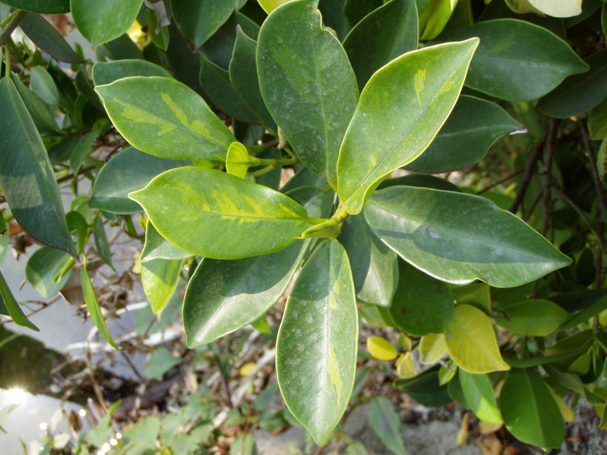 按此在新視窗瀏覽圖片