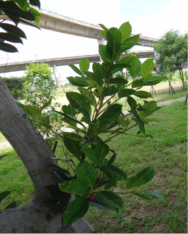 按此在新視窗瀏覽圖片