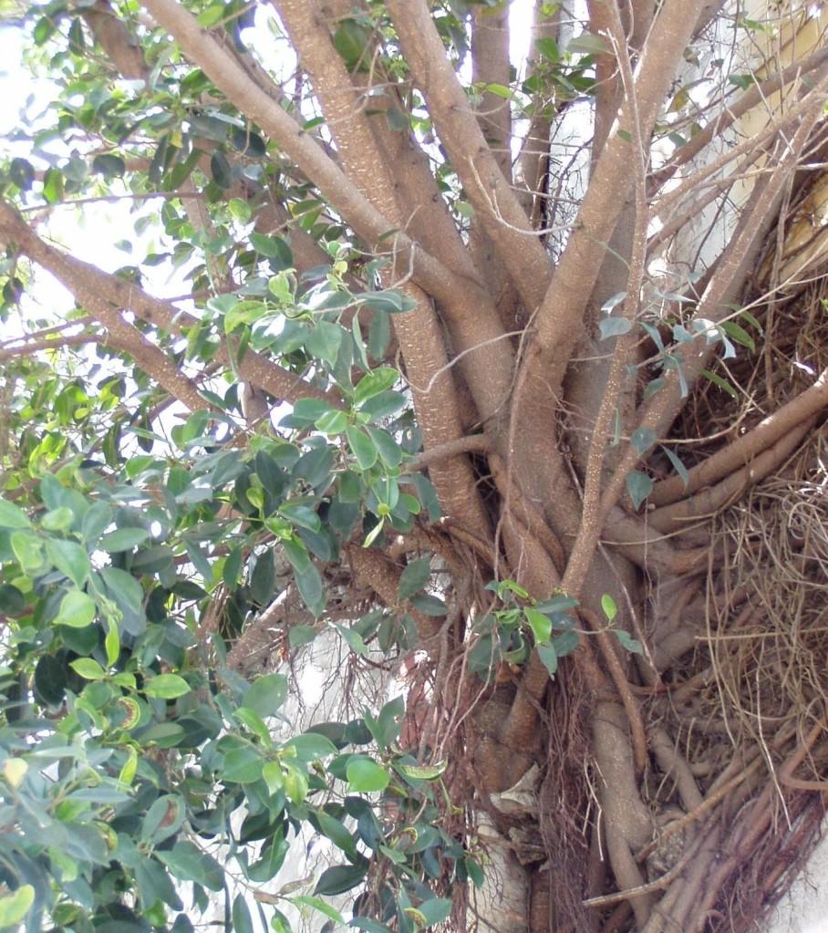 按此在新視窗瀏覽圖片