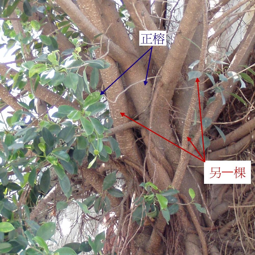 按此在新視窗瀏覽圖片