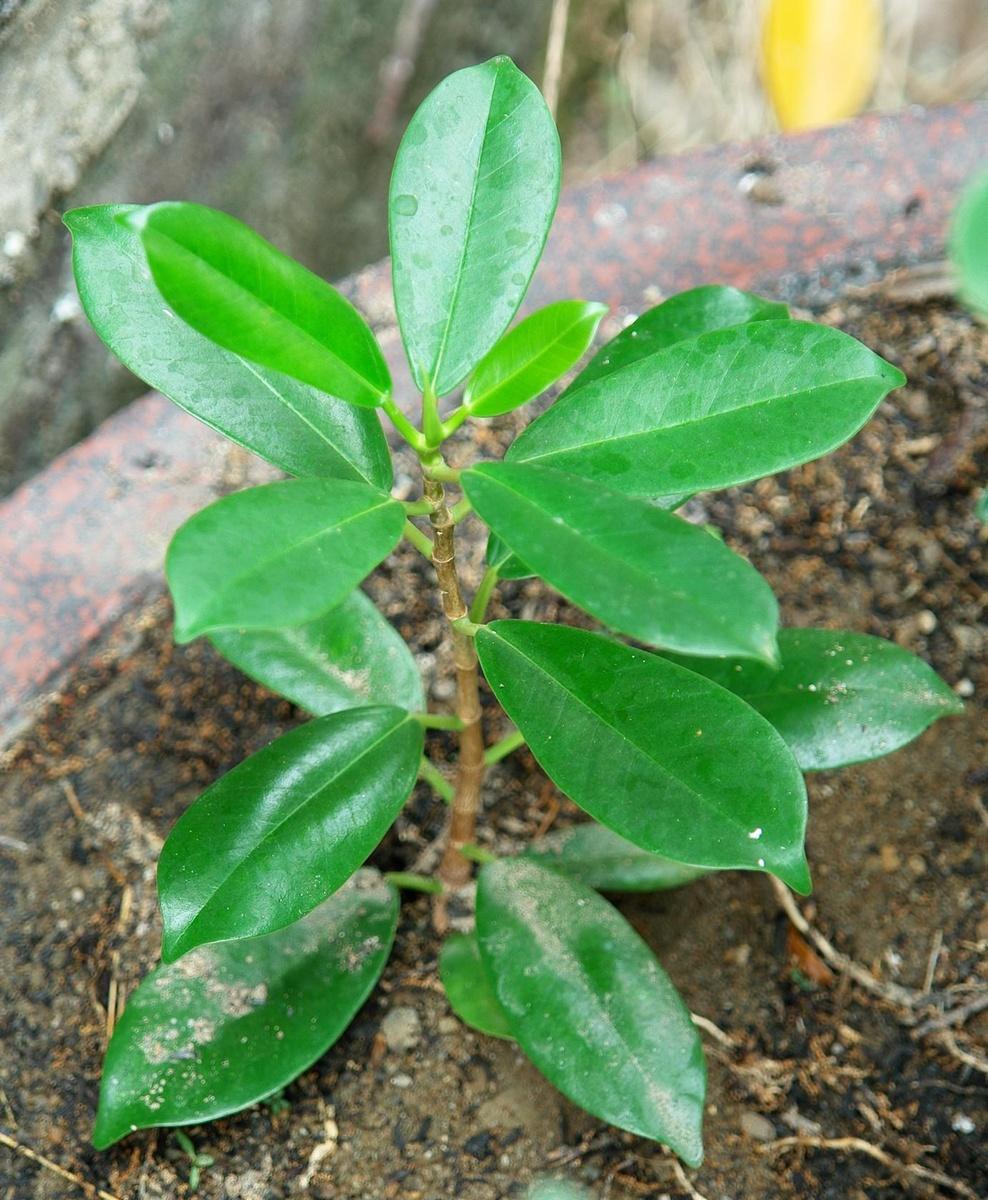 按此在新視窗瀏覽圖片