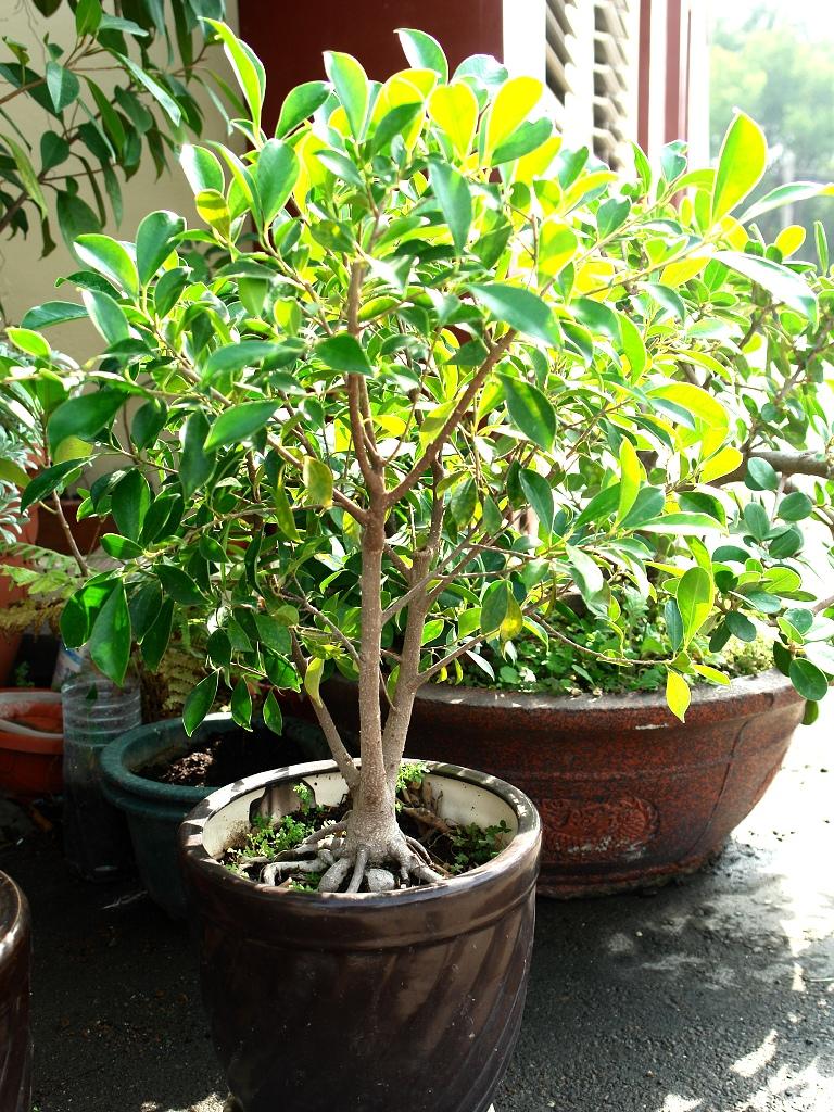 按此在新視窗瀏覽圖片