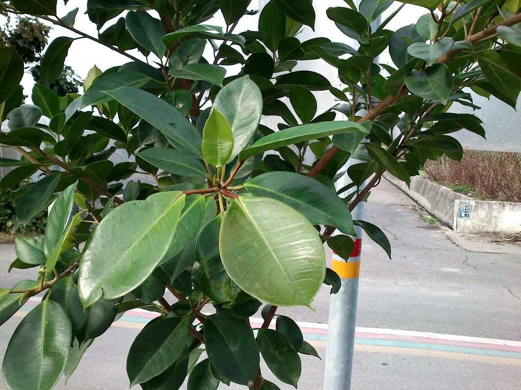 按此在新視窗瀏覽圖片