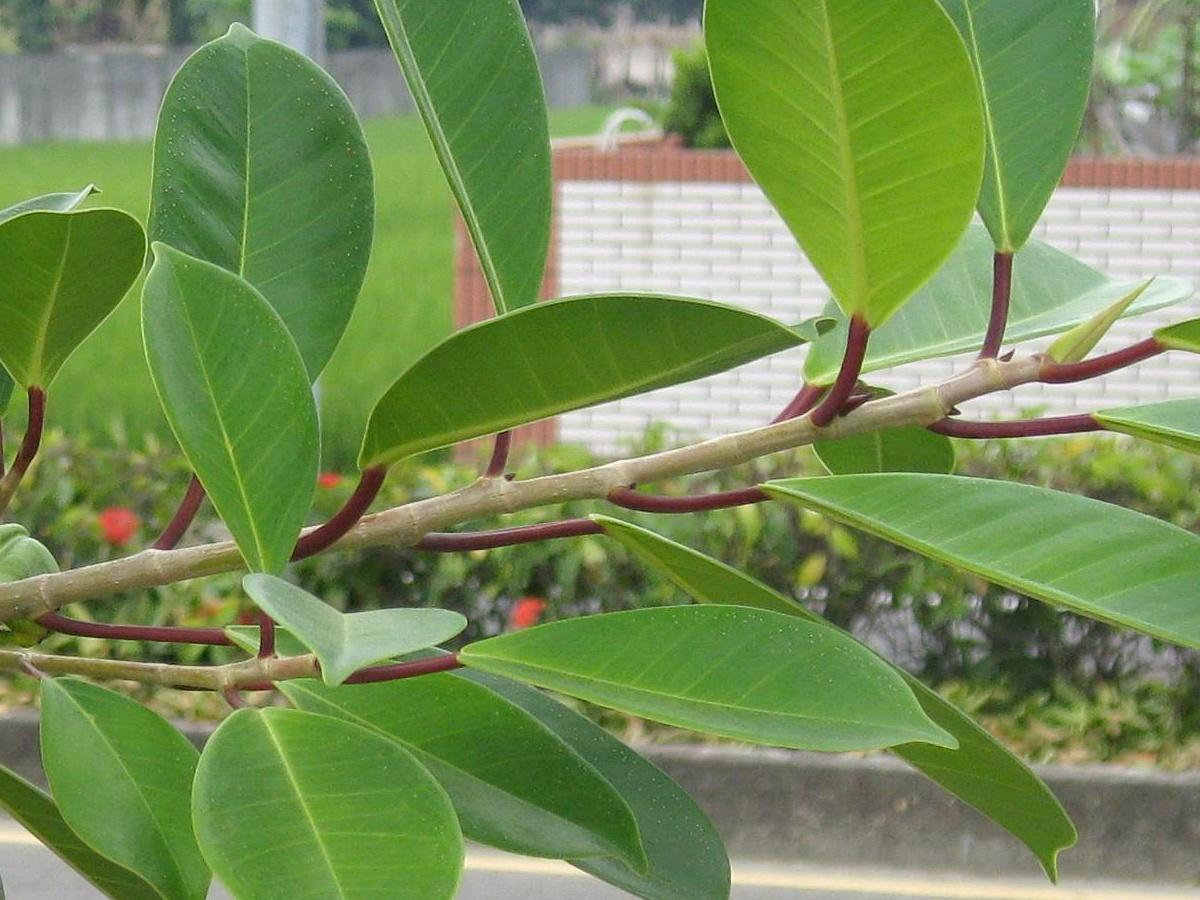 按此在新視窗瀏覽圖片