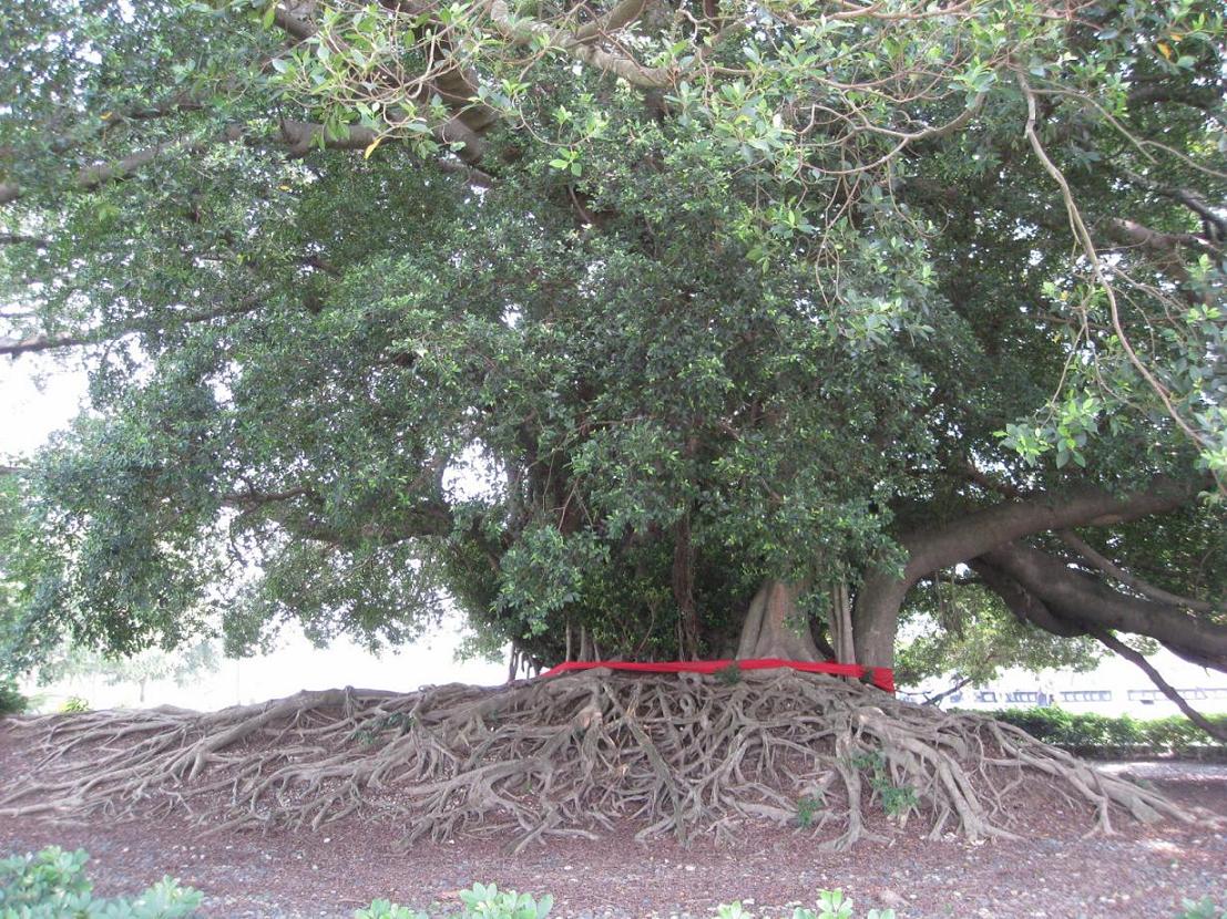 按此在新視窗瀏覽圖片