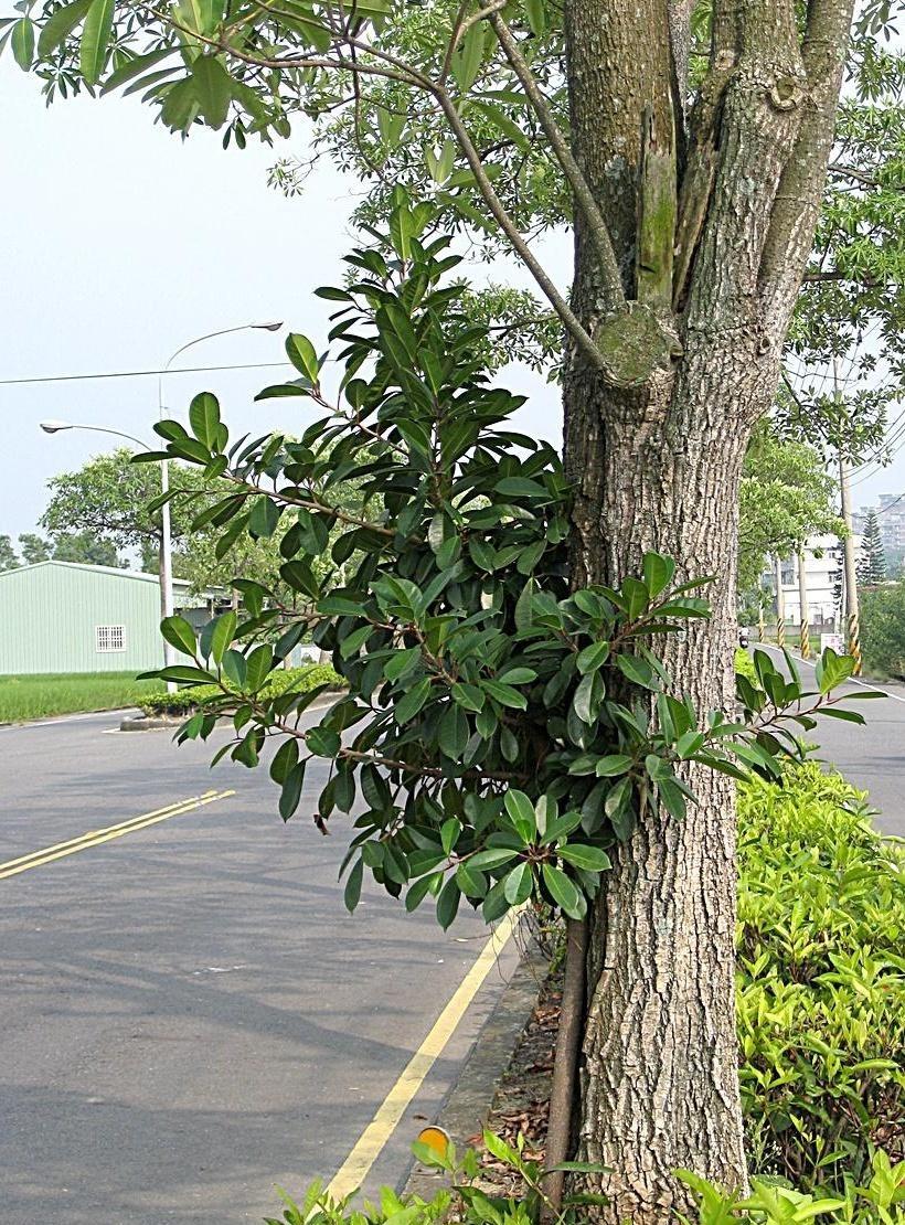 按此在新視窗瀏覽圖片