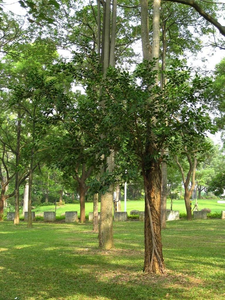 按此在新視窗瀏覽圖片