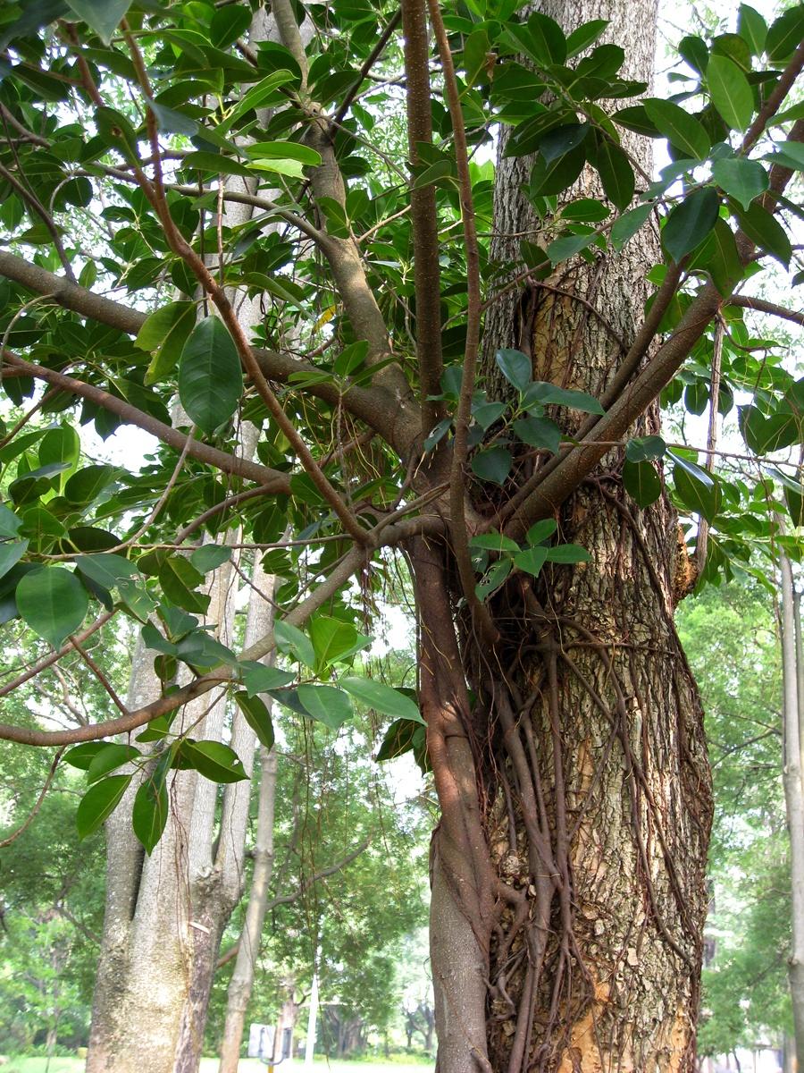 按此在新視窗瀏覽圖片