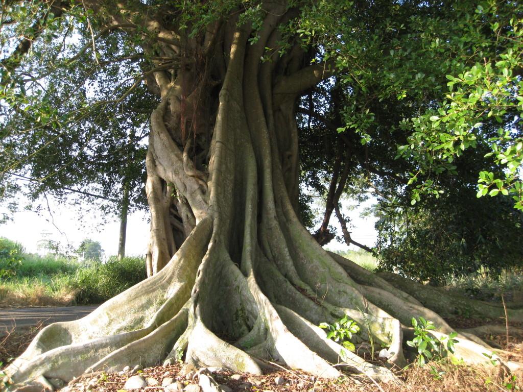 按此在新視窗瀏覽圖片