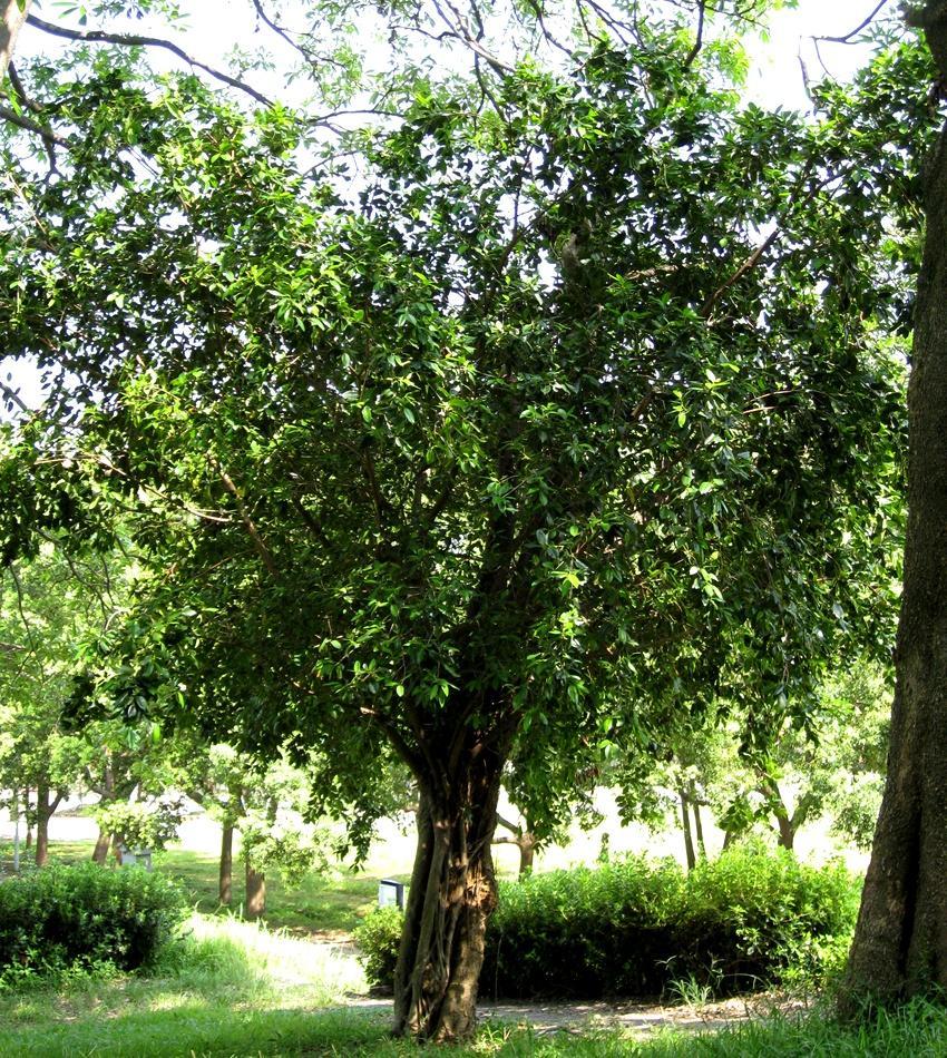 按此在新視窗瀏覽圖片