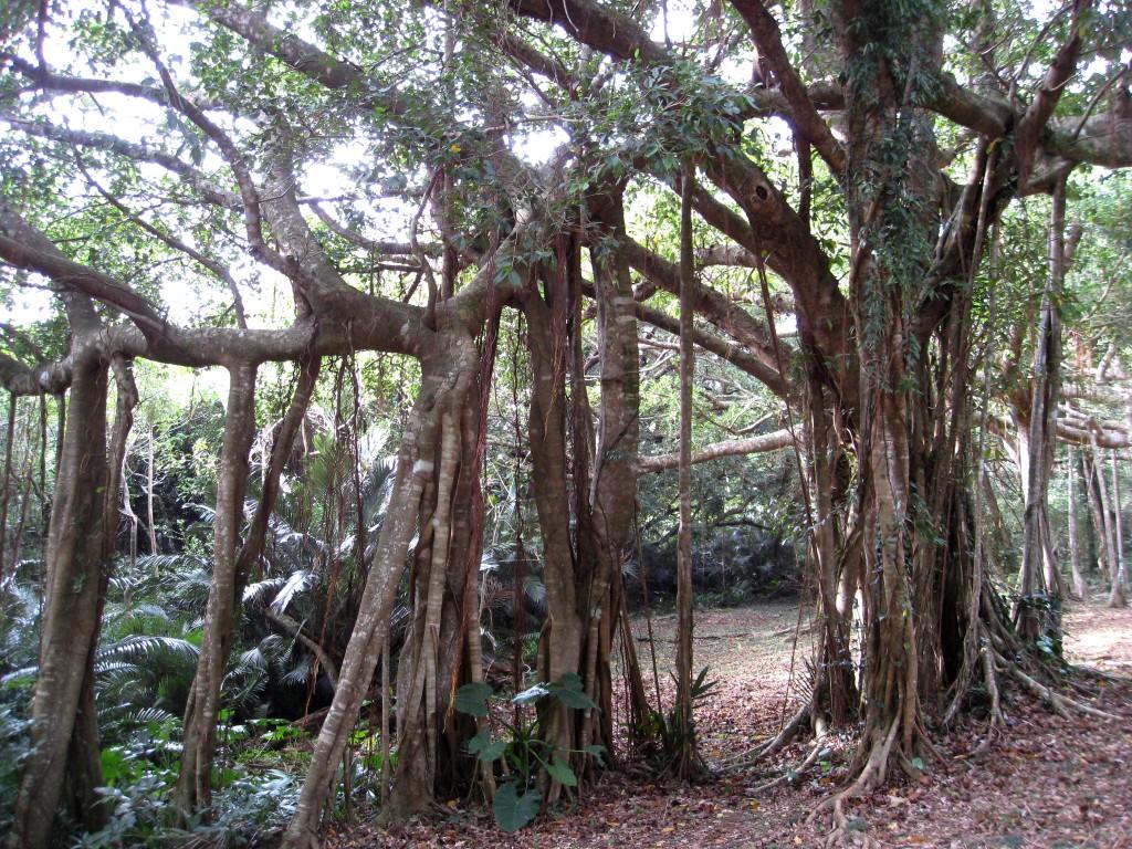 按此在新視窗瀏覽圖片