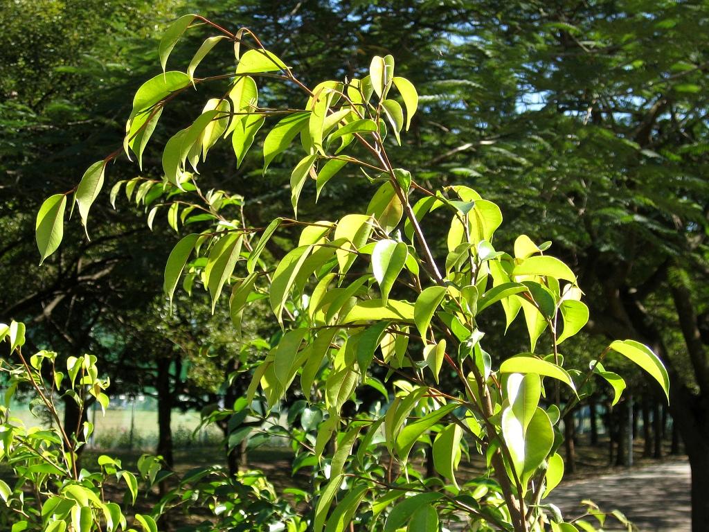 按此在新視窗瀏覽圖片