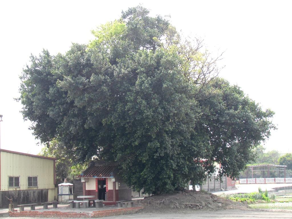 按此在新視窗瀏覽圖片