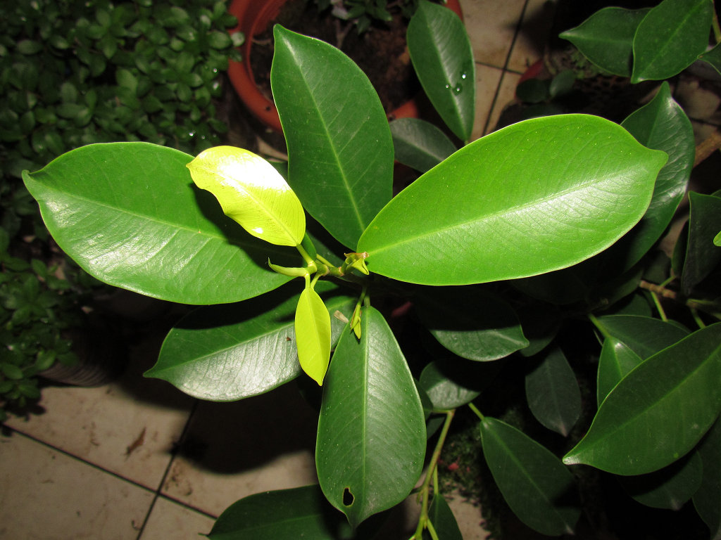 按此在新視窗瀏覽圖片