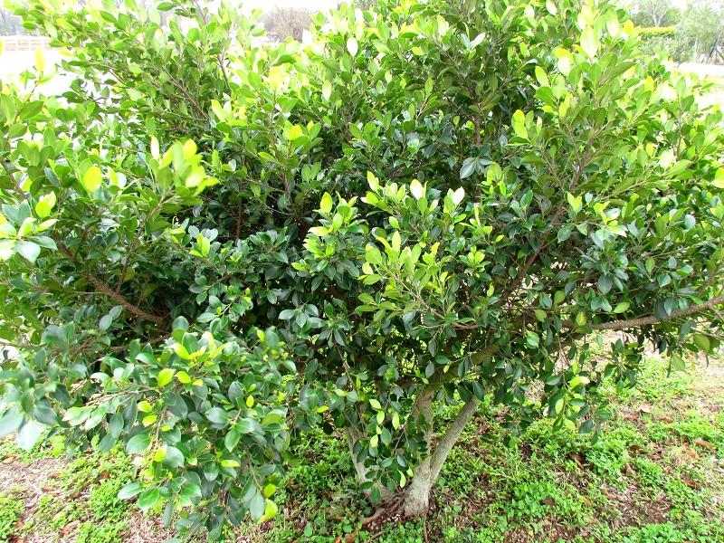 按此在新視窗瀏覽圖片