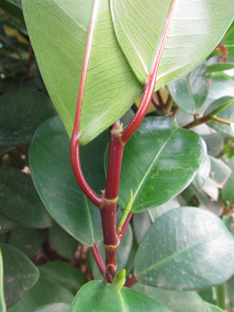 按此在新視窗瀏覽圖片