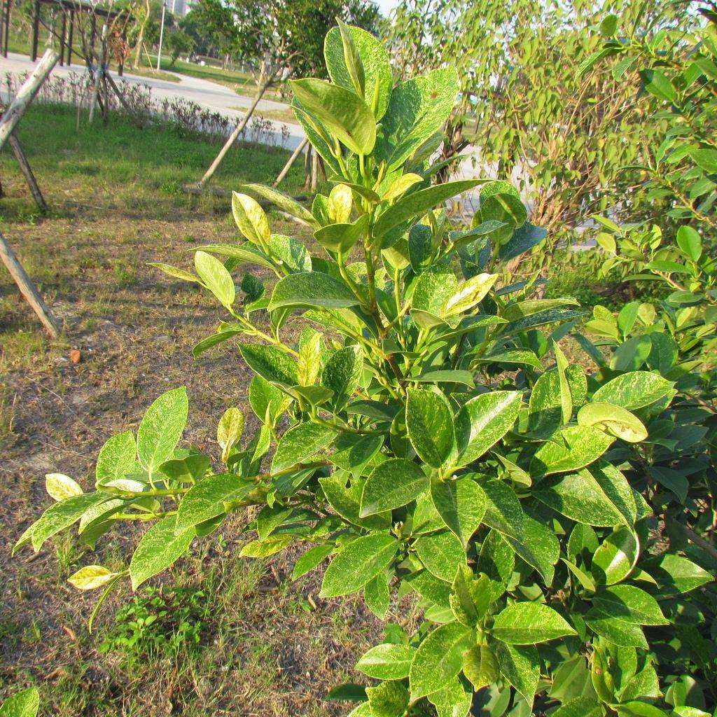 按此在新視窗瀏覽圖片