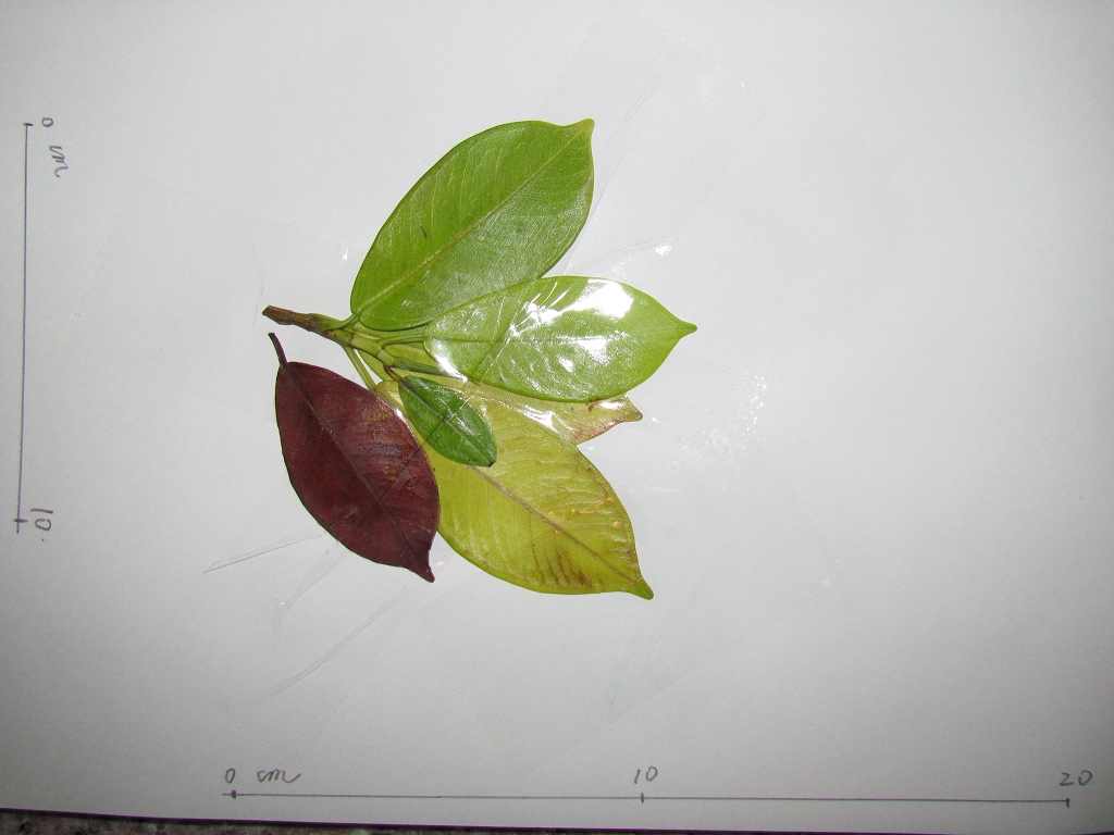 按此在新視窗瀏覽圖片