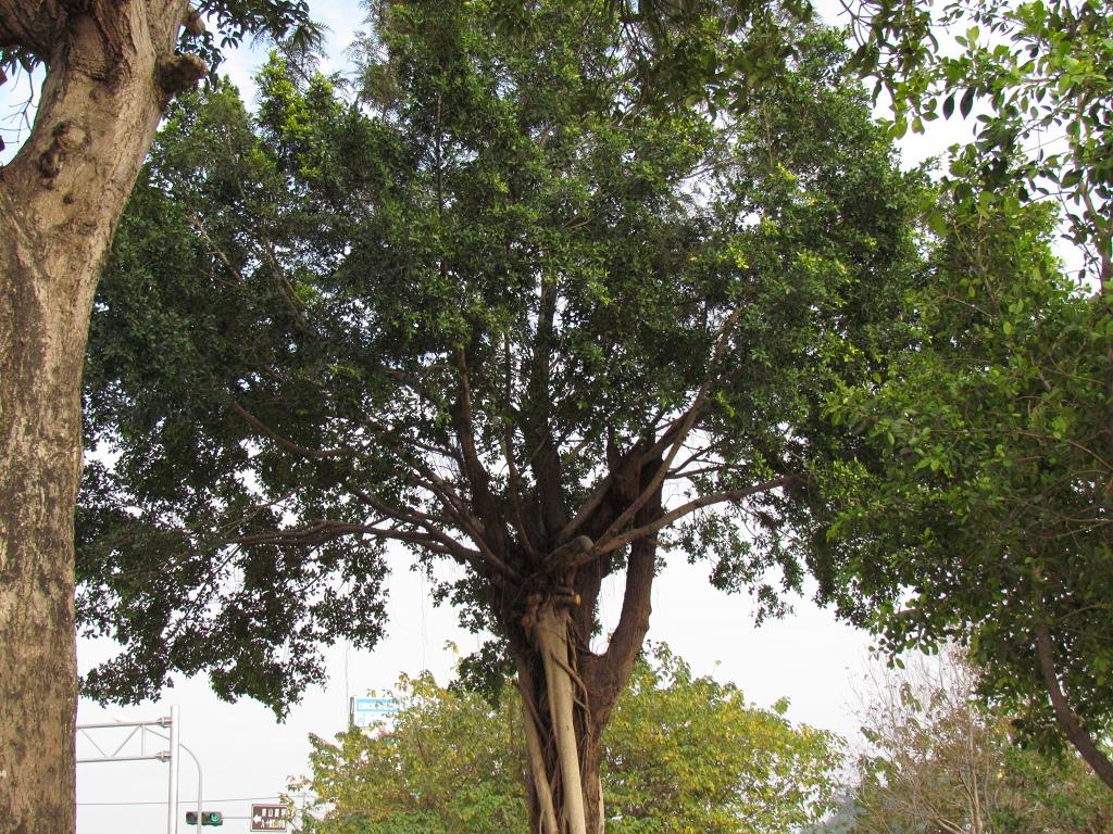 按此在新視窗瀏覽圖片