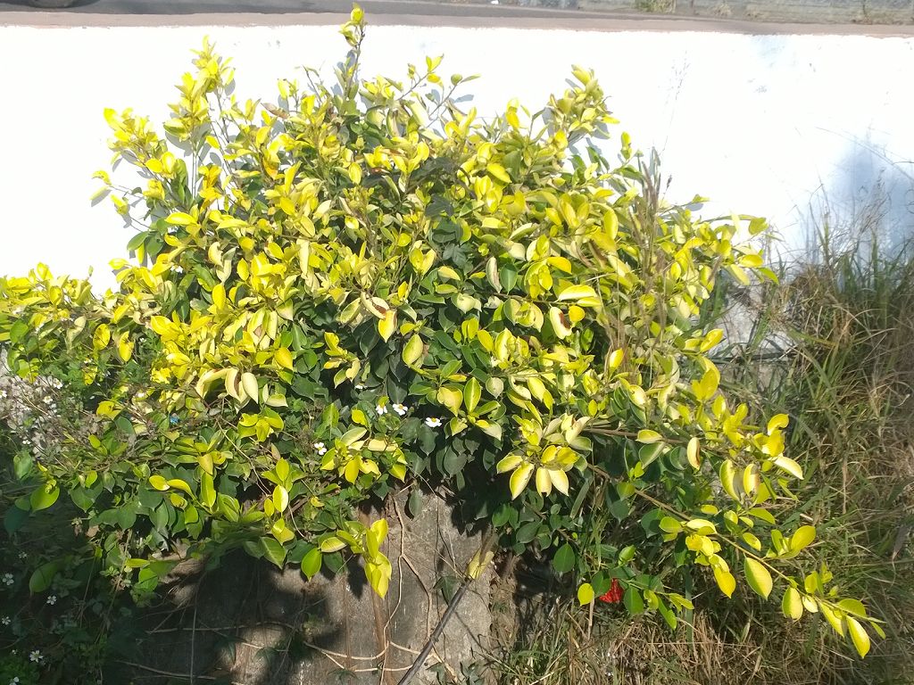 按此在新視窗瀏覽圖片