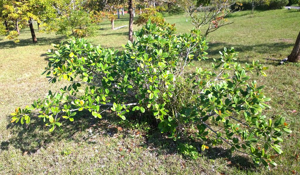 按此在新視窗瀏覽圖片