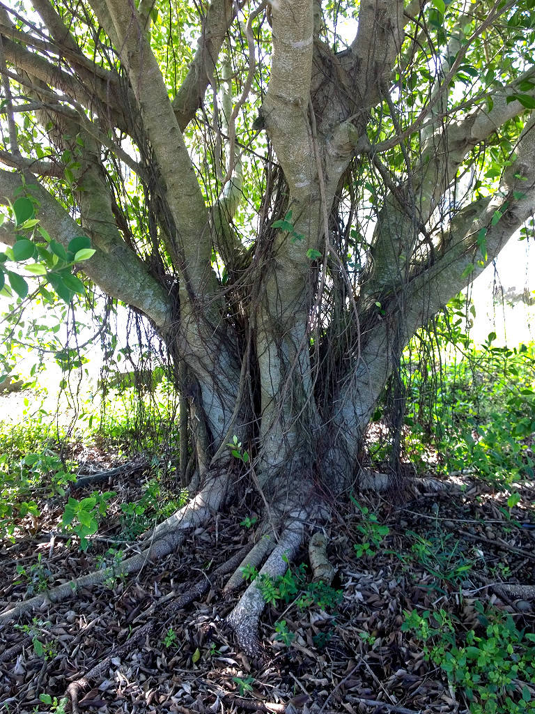 按此在新視窗瀏覽圖片