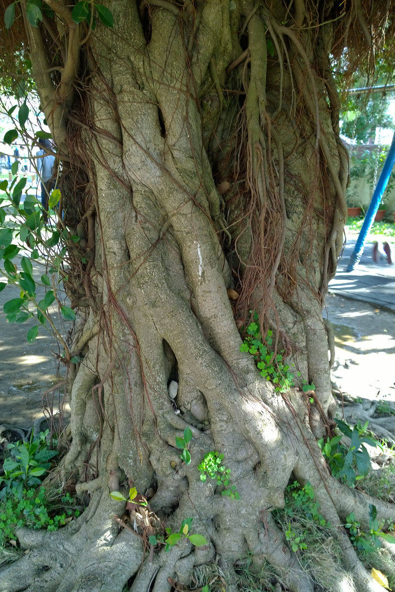 按此在新視窗瀏覽圖片