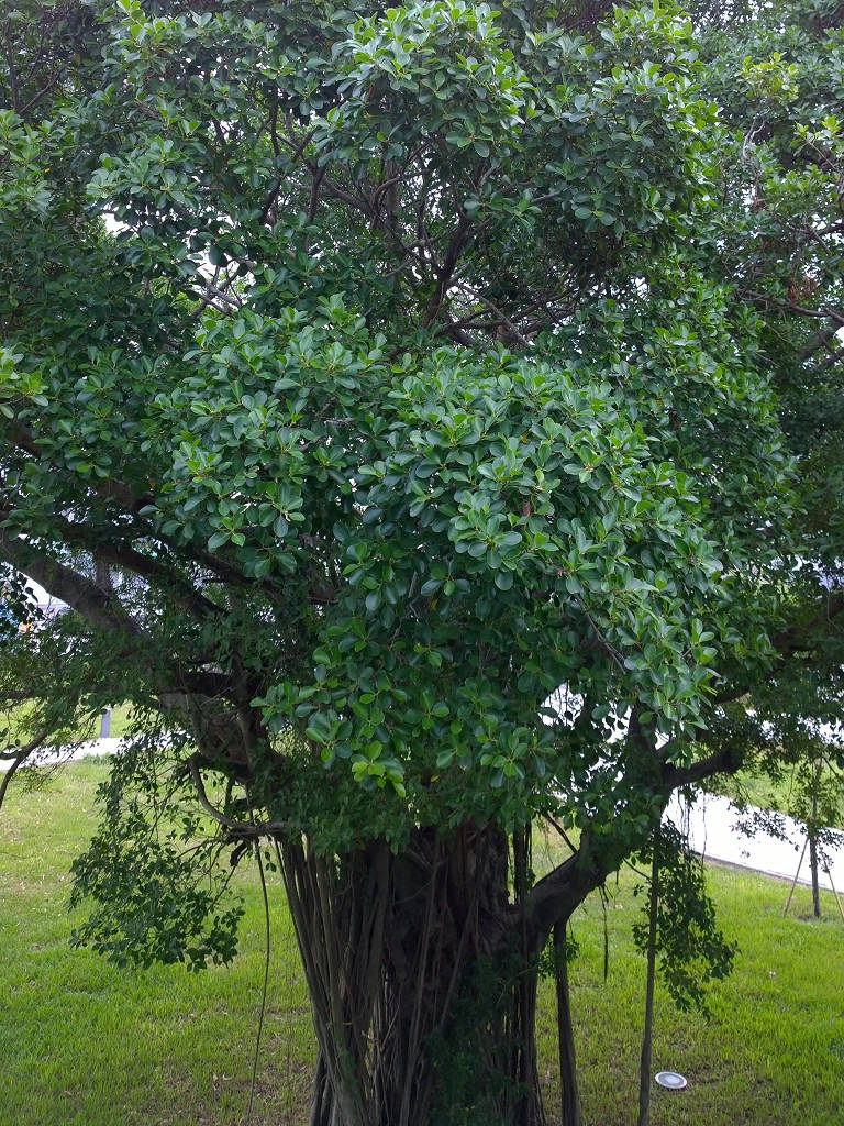 按此在新視窗瀏覽圖片