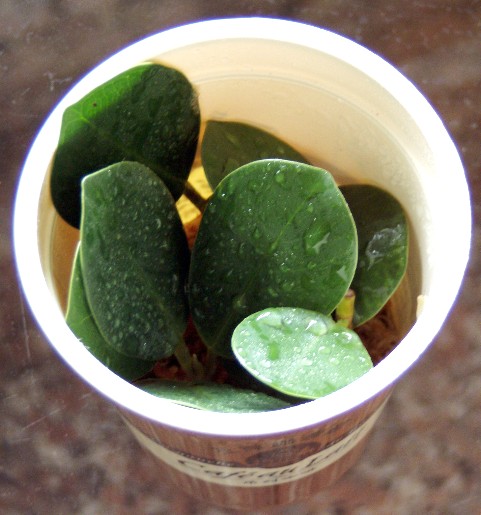 «ö¦¹¦b·sµøµ¡ÂsÄý¹Ï¤ù