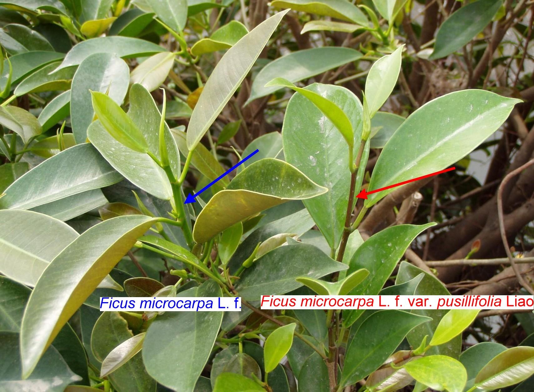 «ö¦¹¦b·sµøµ¡ÂsÄý¹Ï¤ù