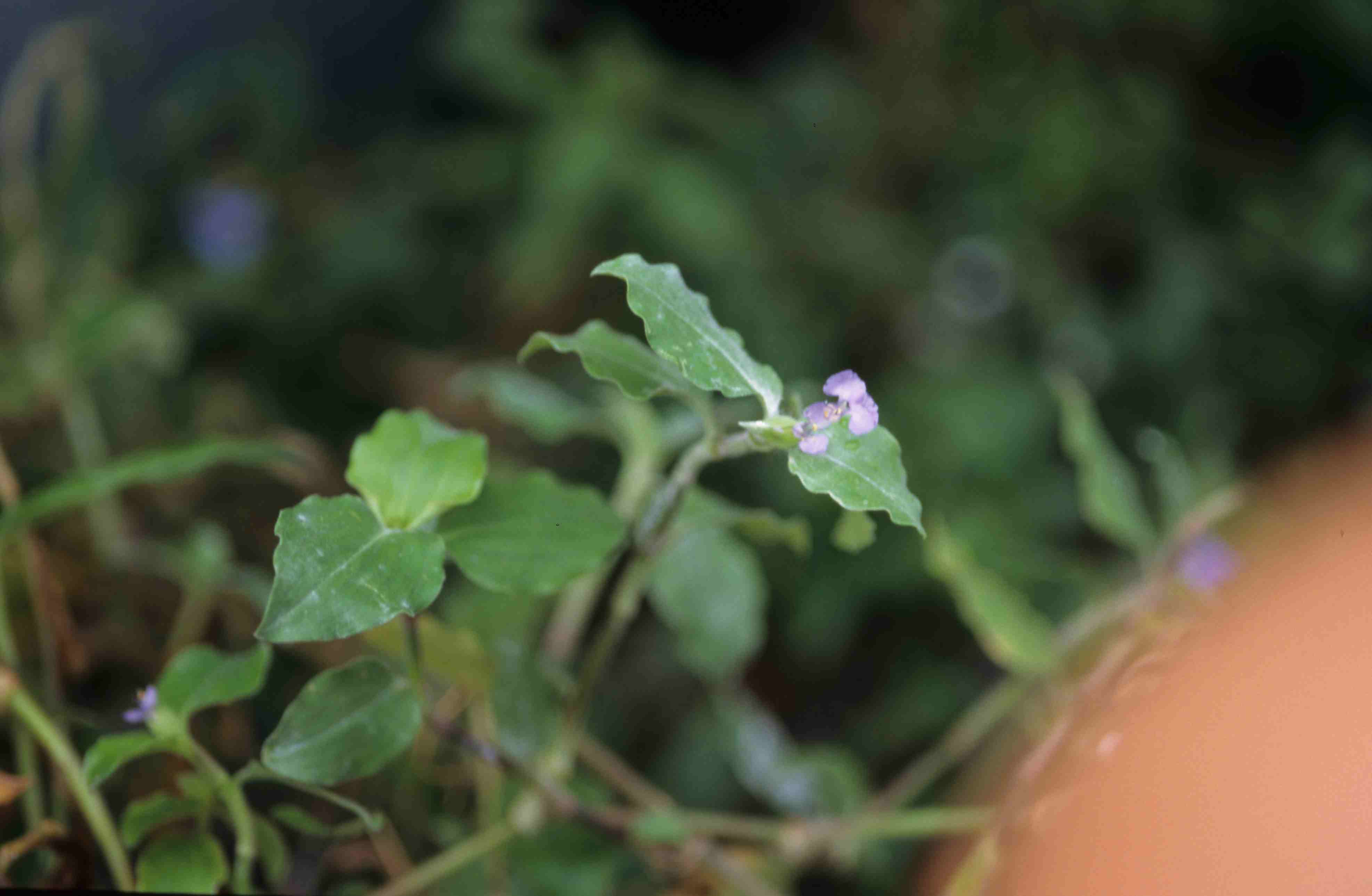 按此在新視窗瀏覽圖片