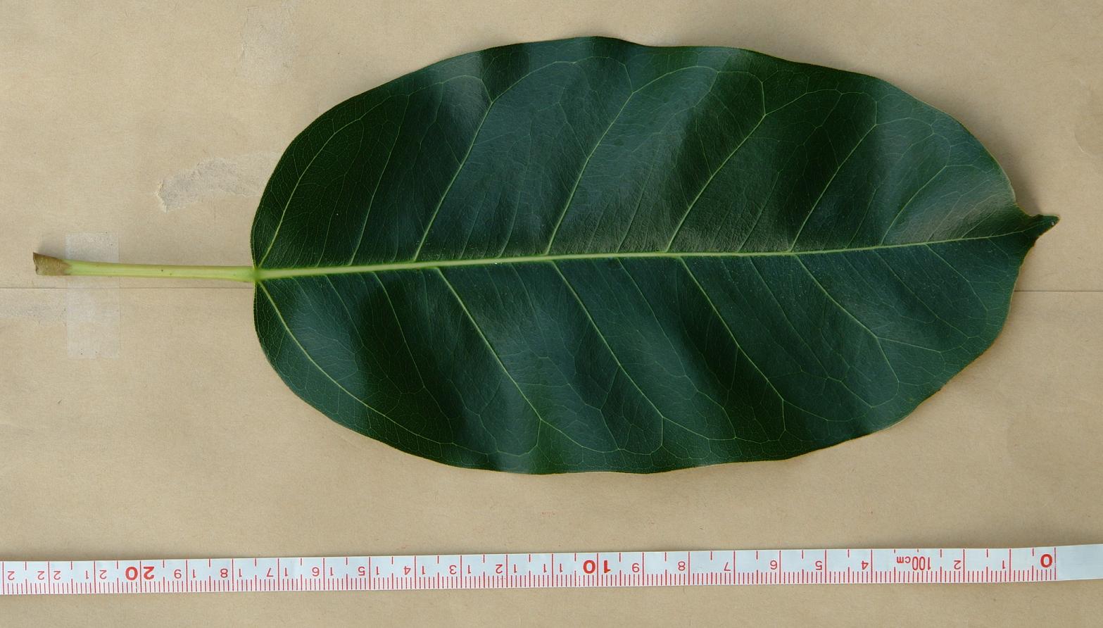 «ö¦¹¦b·sµøµ¡ÂsÄý¹Ï¤ù