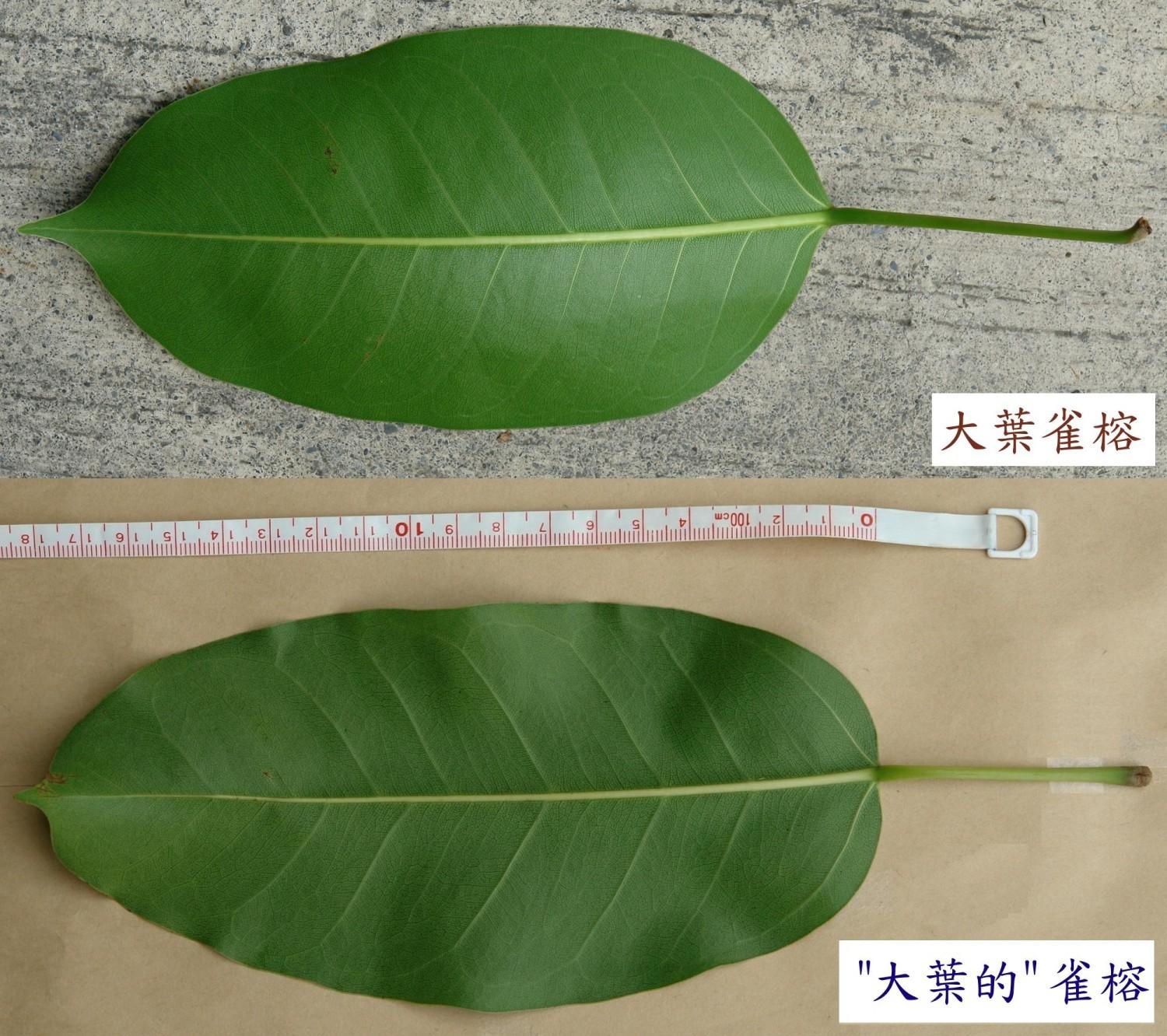 «ö¦¹¦b·sµøµ¡ÂsÄý¹Ï¤ù